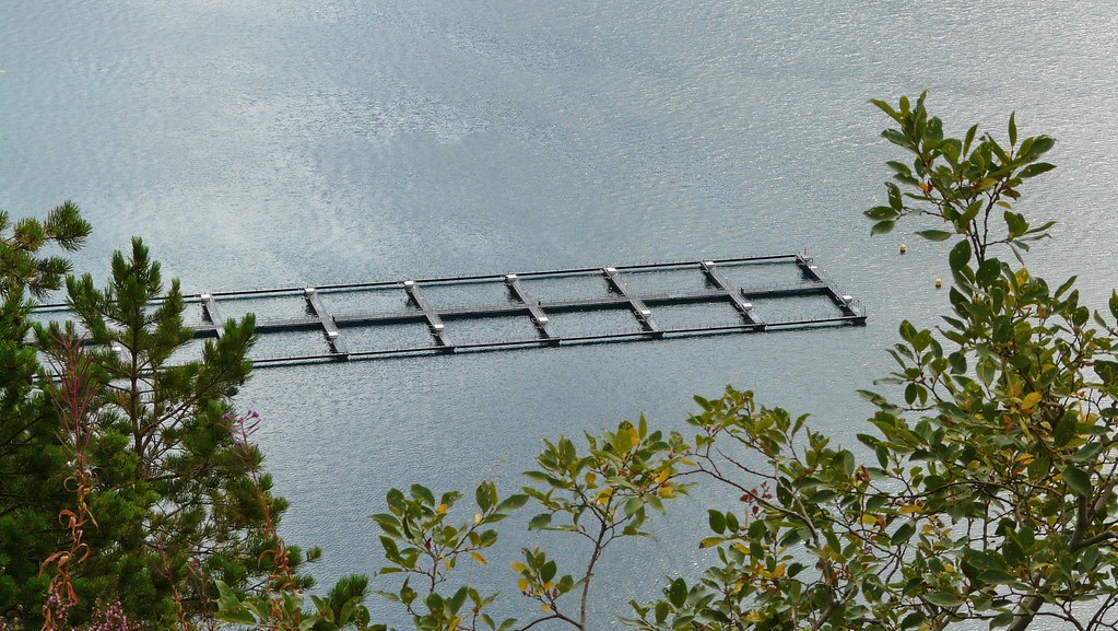 Fish farming in Storfjorden