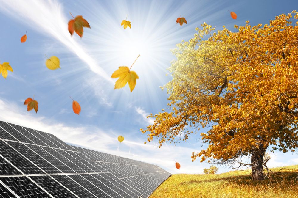 Solar panels vs. trees